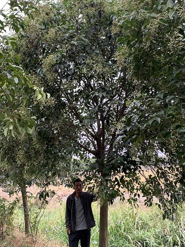 荊州市綠梅園林綠化有限公司 荊州市綠梅園林綠化有限公司