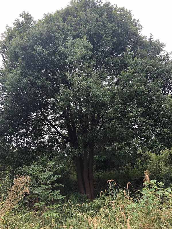 荊州市綠梅園林綠化有限公司 荊州市綠梅園林綠化有限公司