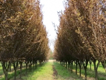 湖北園林綠化紅葉李